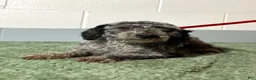 Shihpoo dogs for sale: Jett - Ad 4