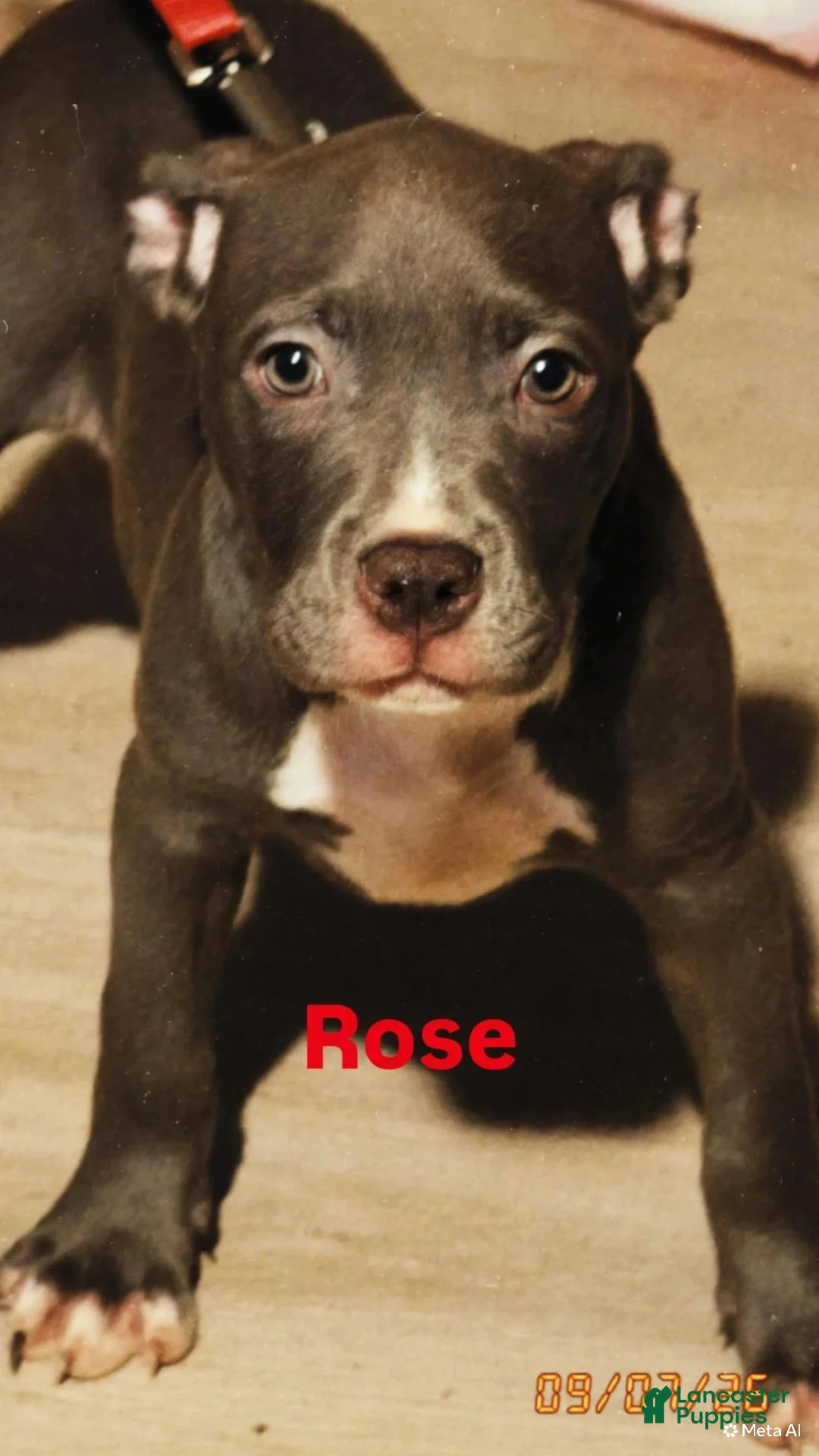 American Bully dogs for sale: Rose - Ad 1