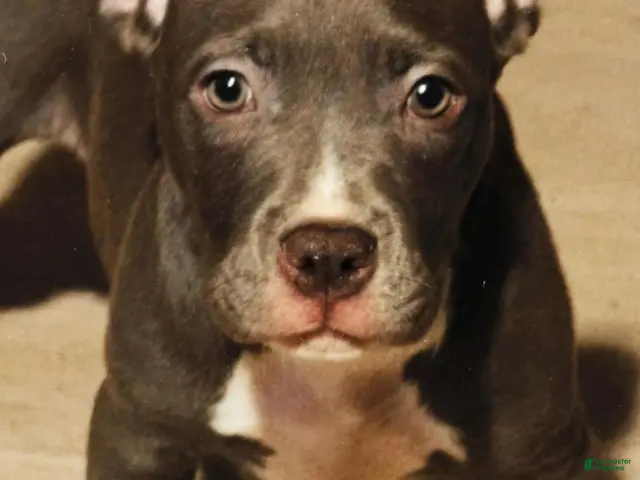 American Bully dogs for sale: Rose - Ad 1