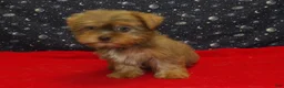 Yorkshire Terrier dogs for sale: Aidan - Ad 5