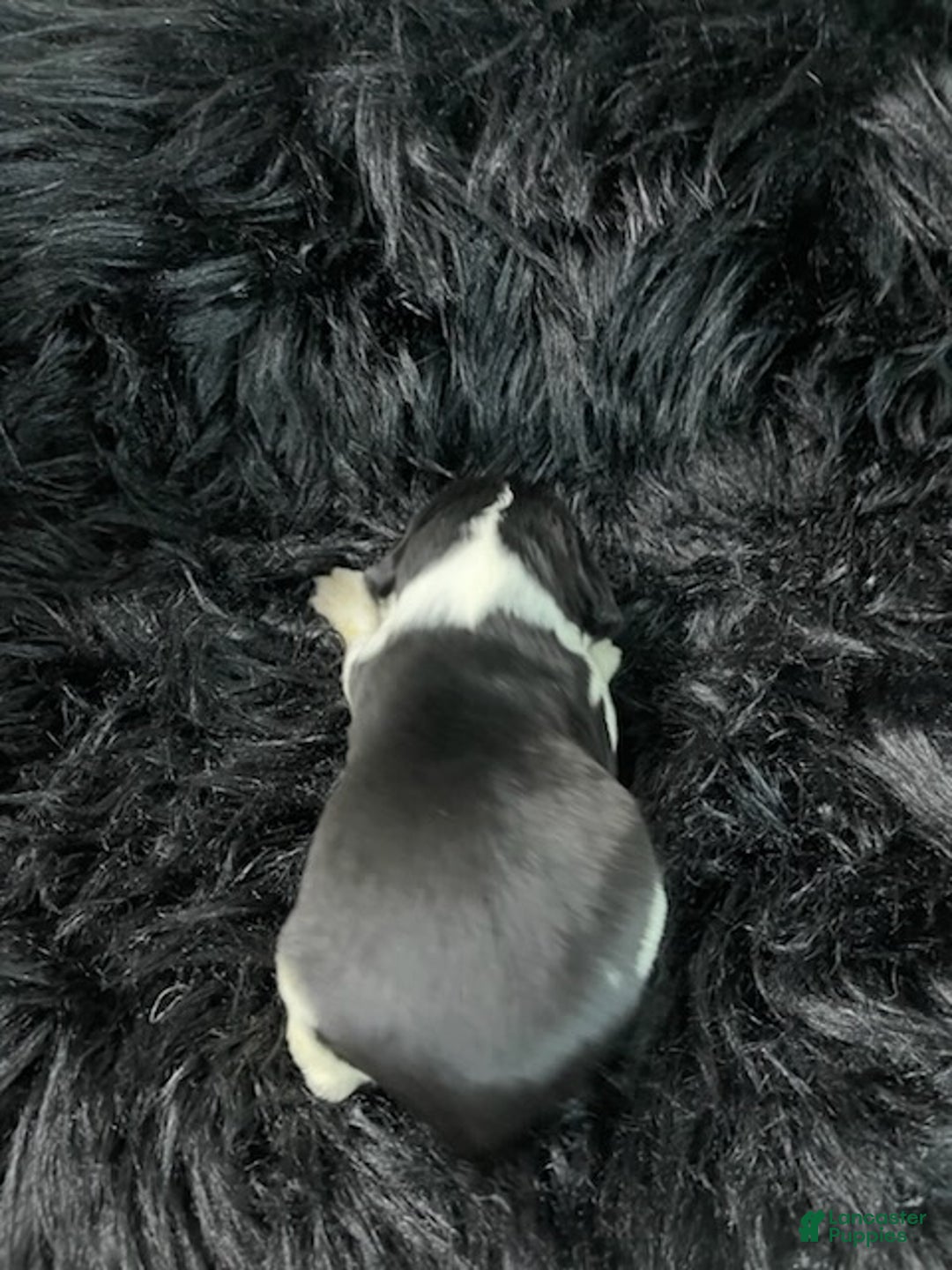 English Springer Spaniel dogs for sale: Rose Mary - Ad 2