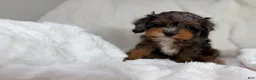 Cavapoo dogs for sale: Peanut 🥜  - Ad 3