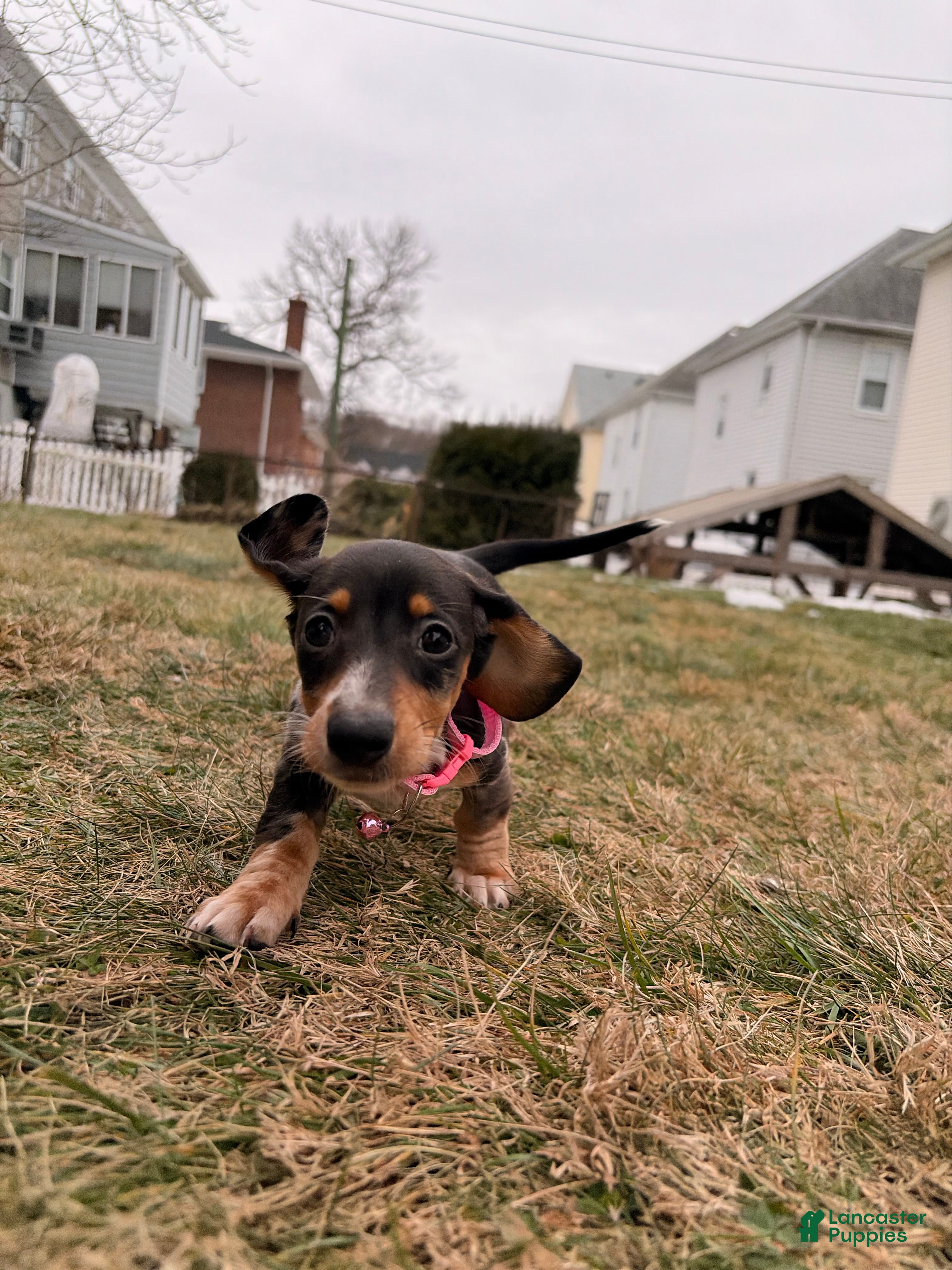 Miniature Dachshund dogs Minnie - Ad 2
