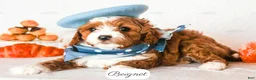 Cavapoo dogs for sale: Beignet - Ad 1