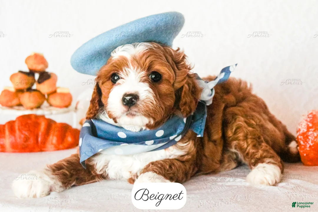 Cavapoo dogs for sale: Beignet - Ad 1