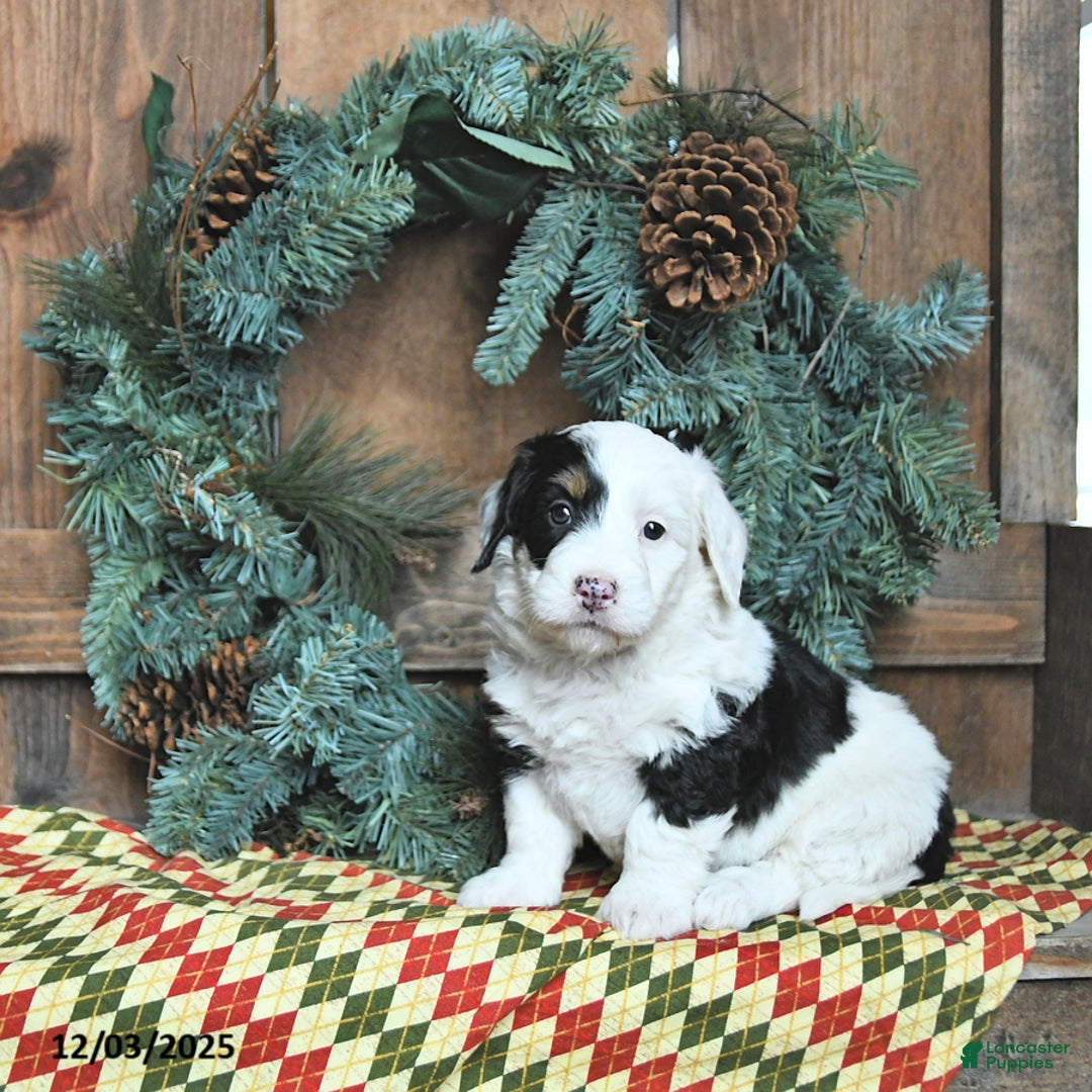 Mini Bernedoodle dogs for sale: Macy - Ad 3