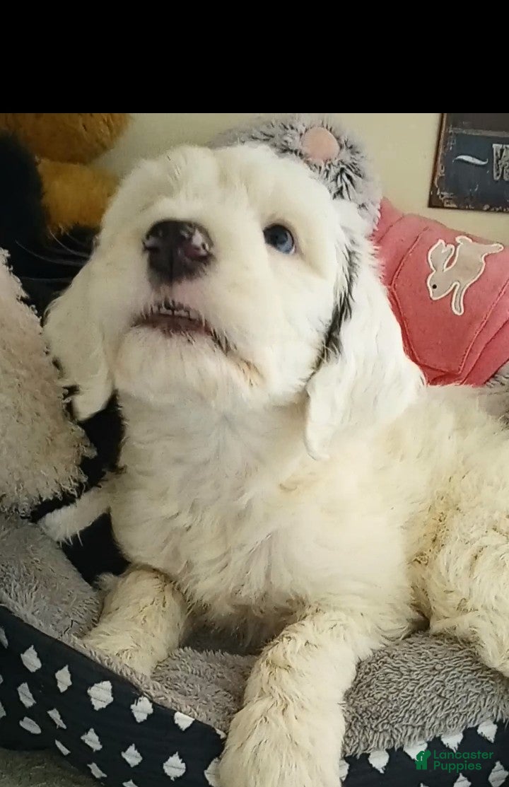 Sheepadoodle dogs Diva! - Ad 2