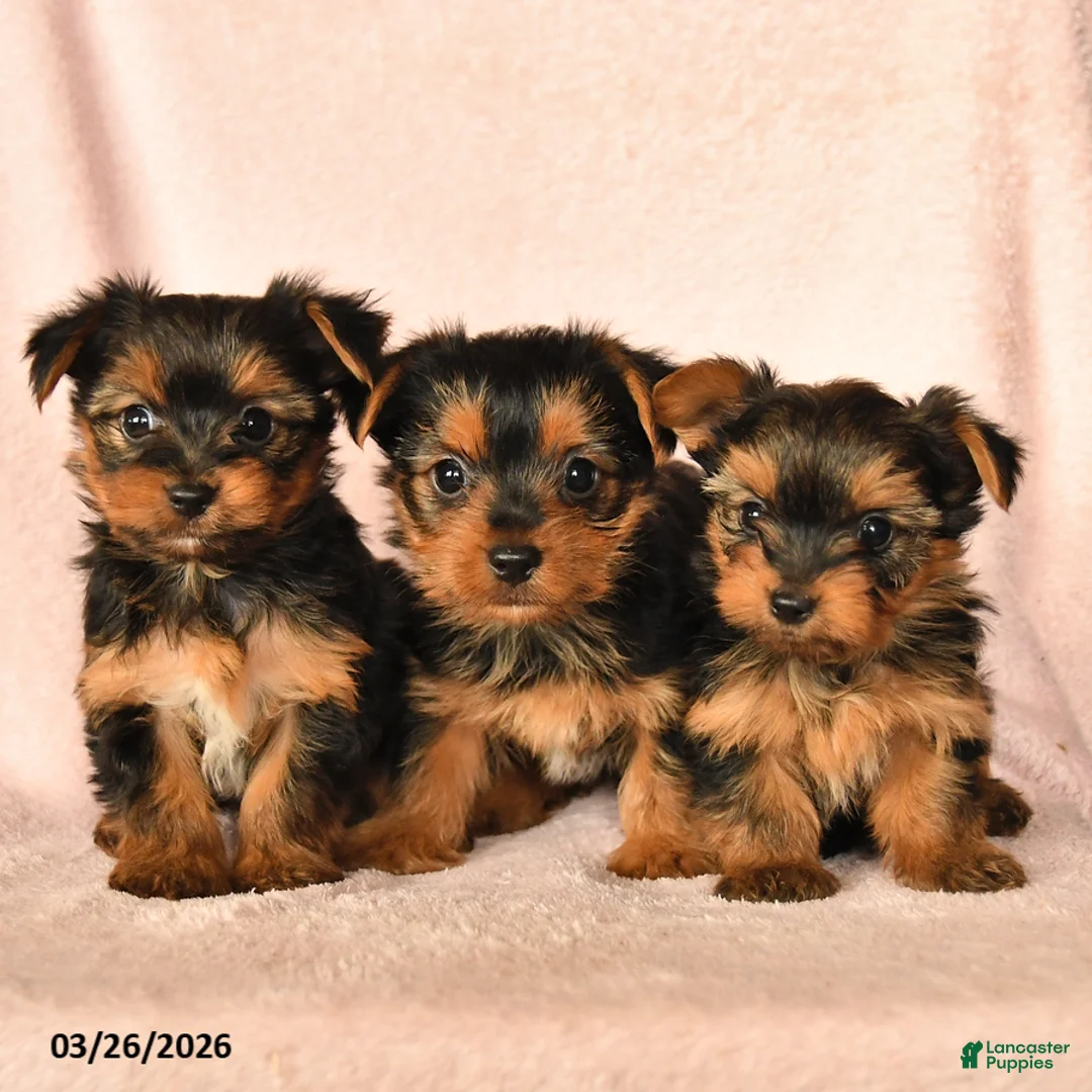 Yorkshire Terrier dogs for sale: Prince   - Ad 3