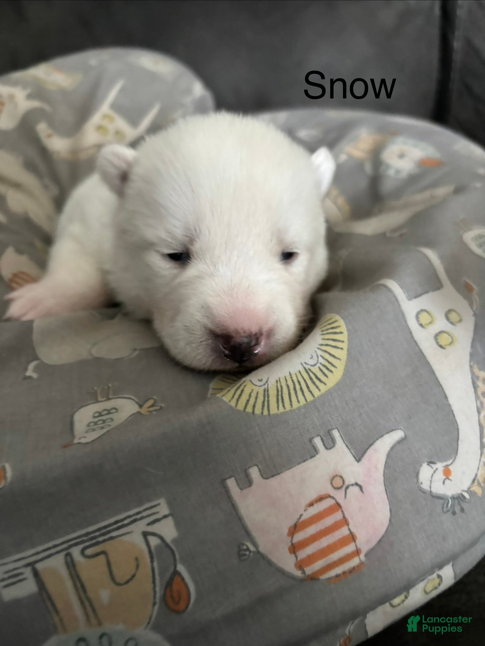 Pomsky dogs Snow - Ad 1