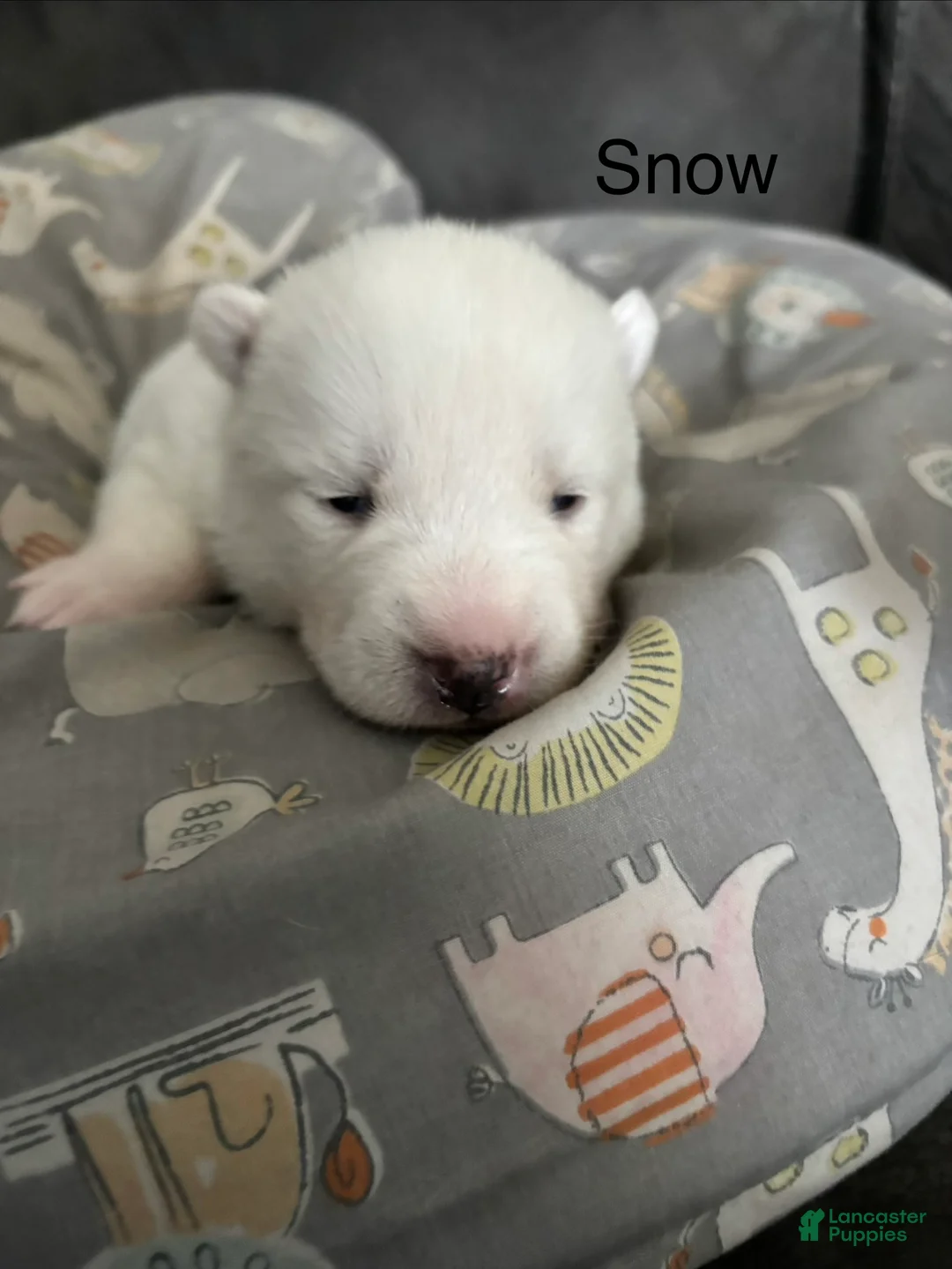 Pomsky dogs for sale: Snow - Ad 1