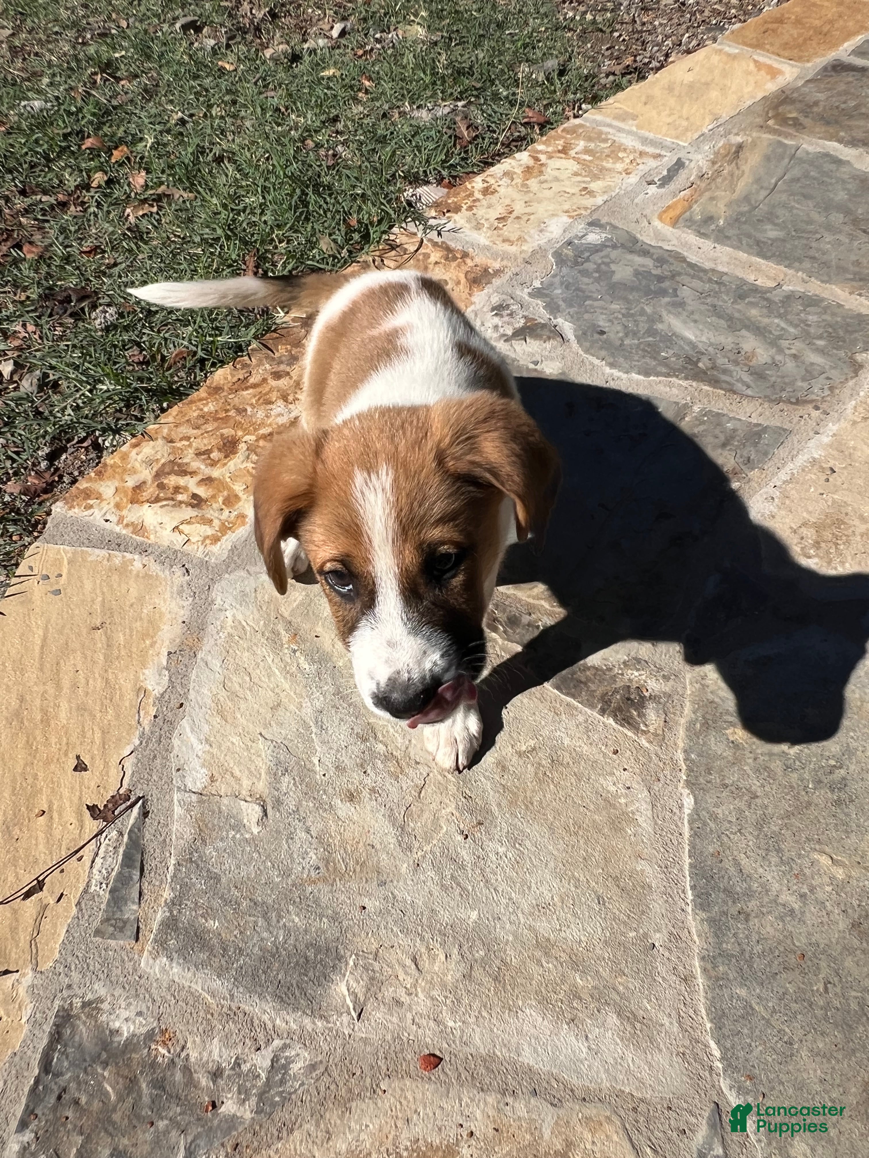 Mixed Breed dogs for sale: Mixed Breed Puppy #9 - Ad 3