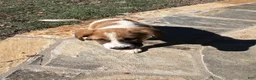 Mixed Breed dogs for sale: Mixed Breed Puppy #9 - Ad 1