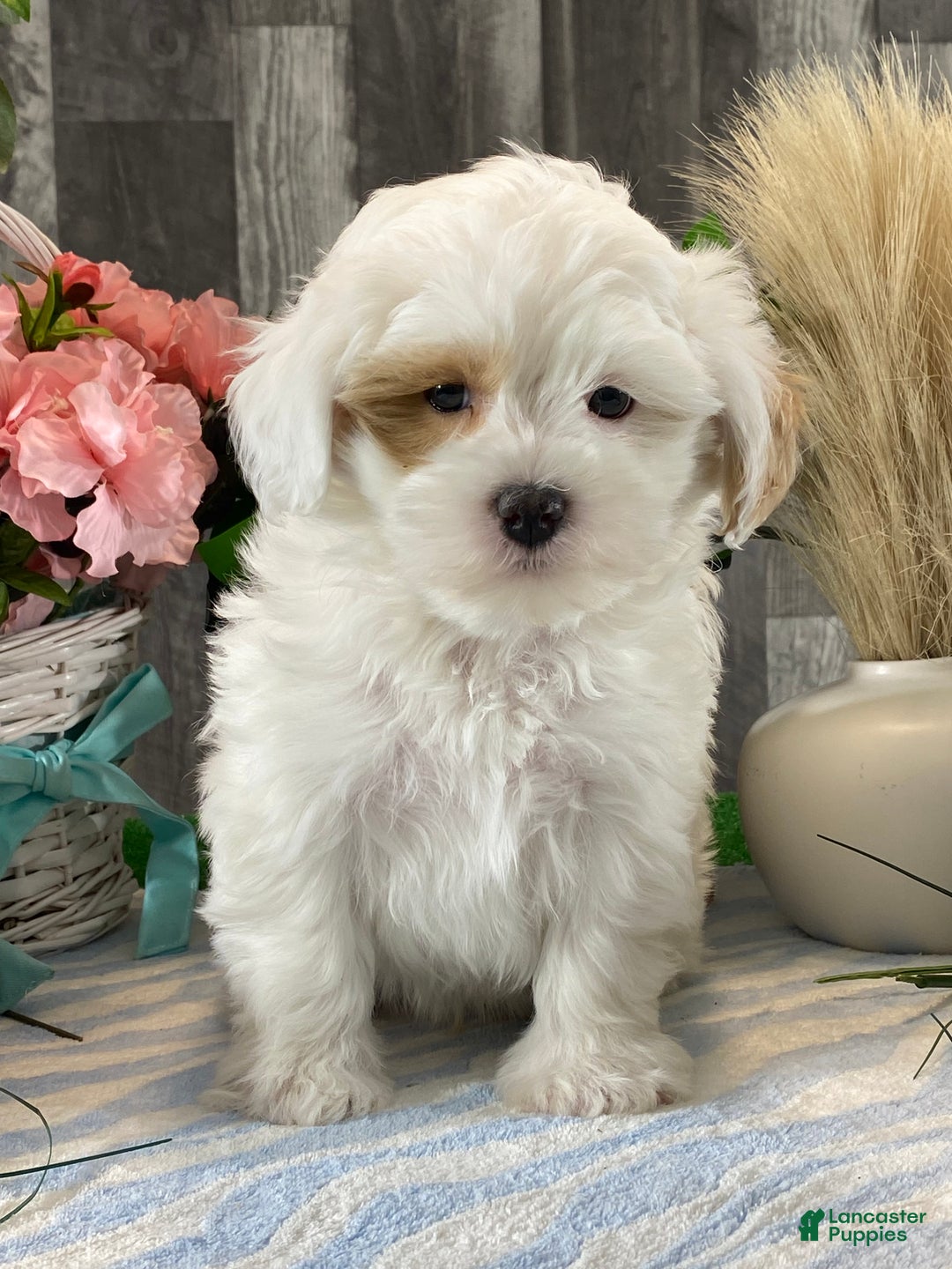 Shihpoo dogs for sale: Jimmy  - Ad 6