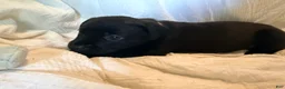 Cane Corso dogs for sale: Crowley AKC yellow/orange collar - Ad 24