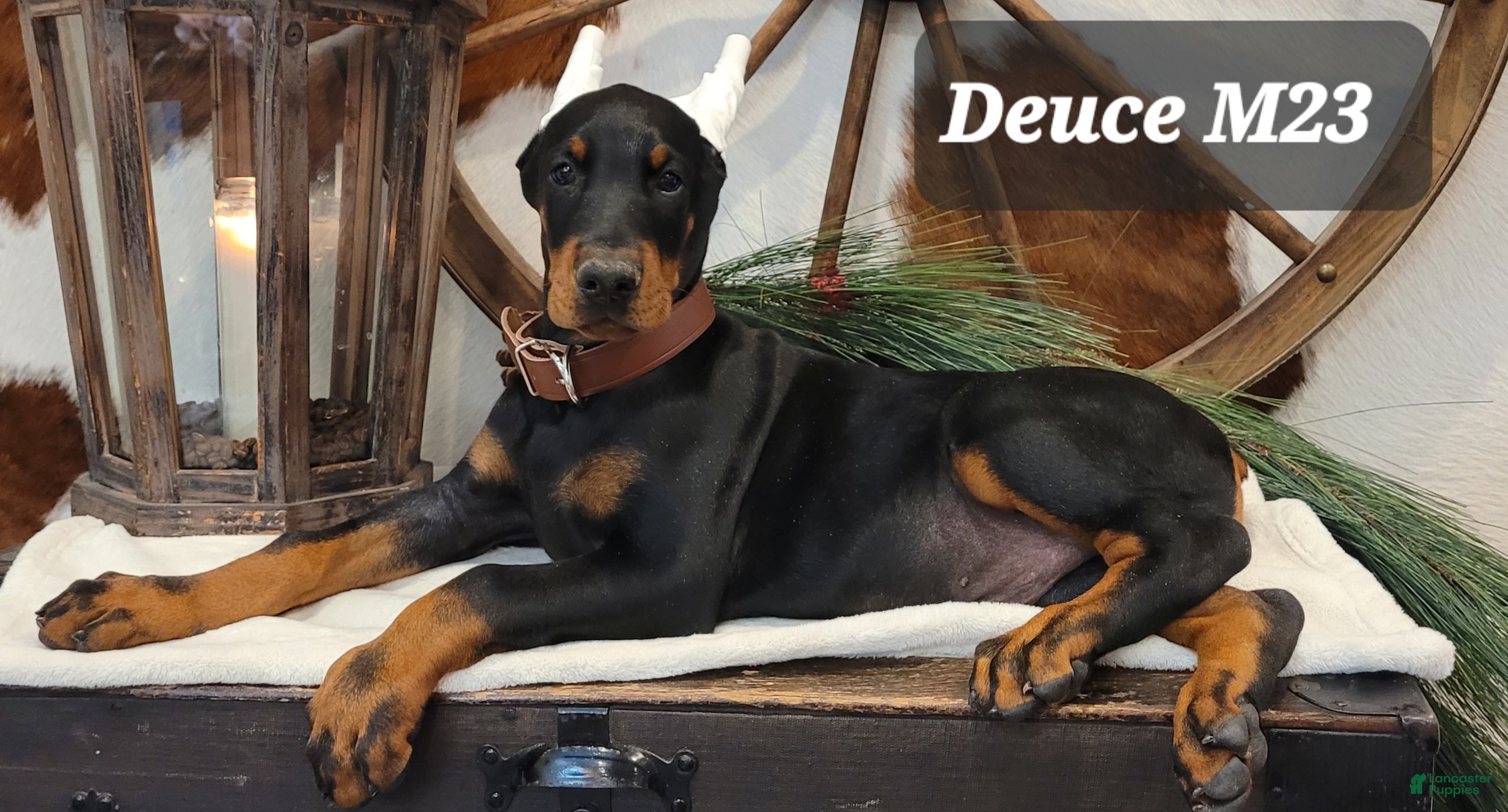 Doberman Pinscher dogs DEUCE - Ad 1