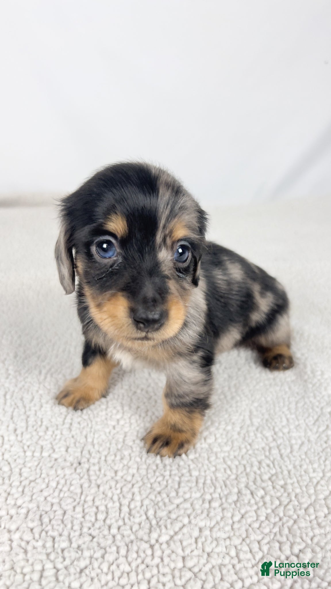 Miniature Dachshund dogs Chocolate - Ad 12