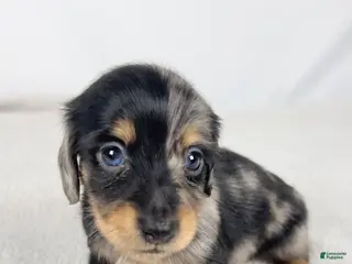 Miniature Dachshund dogs Chocolate - Ad 12