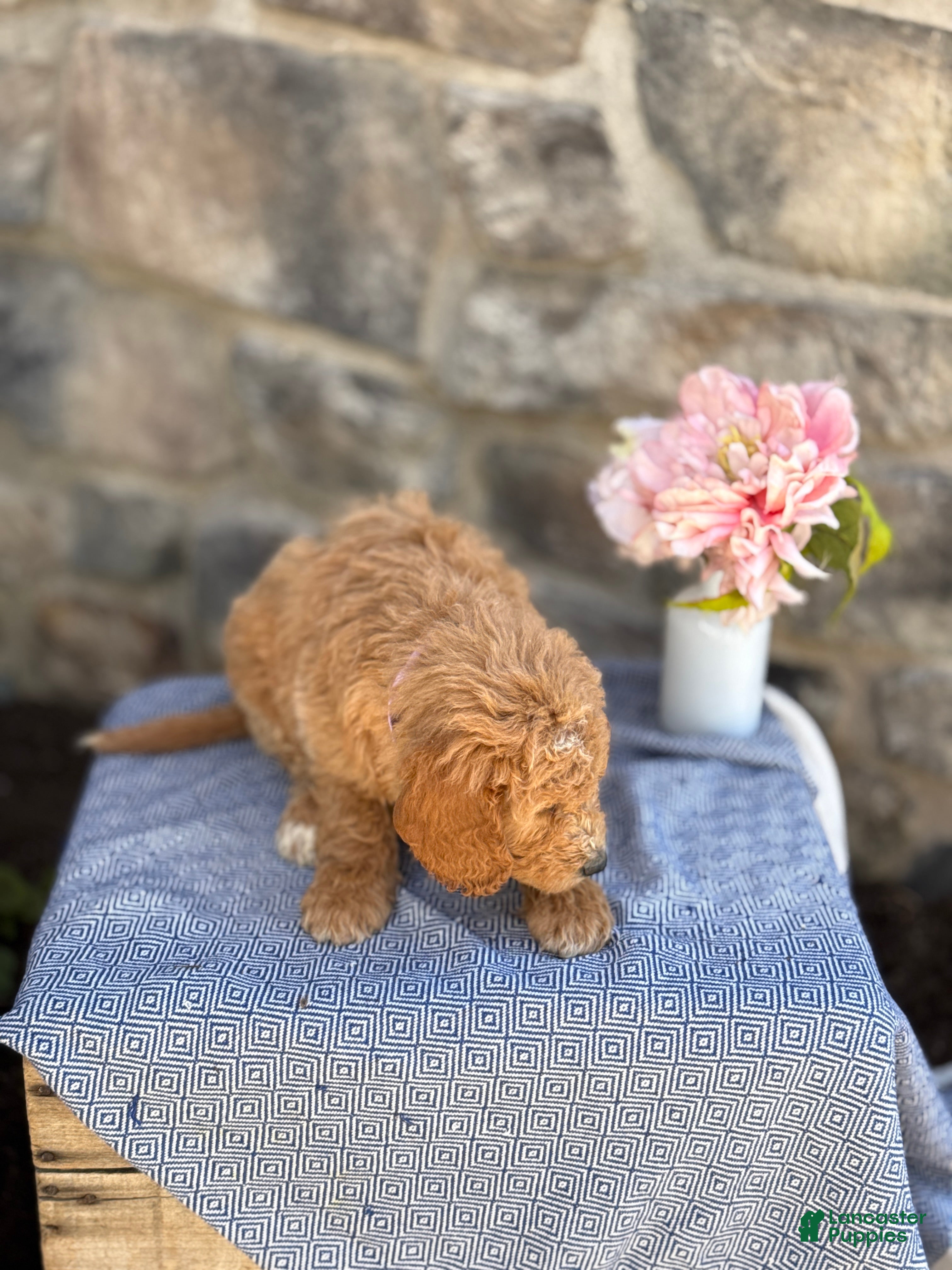 Goldendoodle dogs Marshmallow - Ad 2