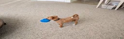 Cavapoo dogs for sale: Caramel - Ad 5