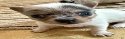 Chihuahua dogs for sale: AKC,Apple head spike,blue & white Merle  - Ad 13