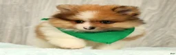 Pomeranian dogs for sale: Houston - Ad 7