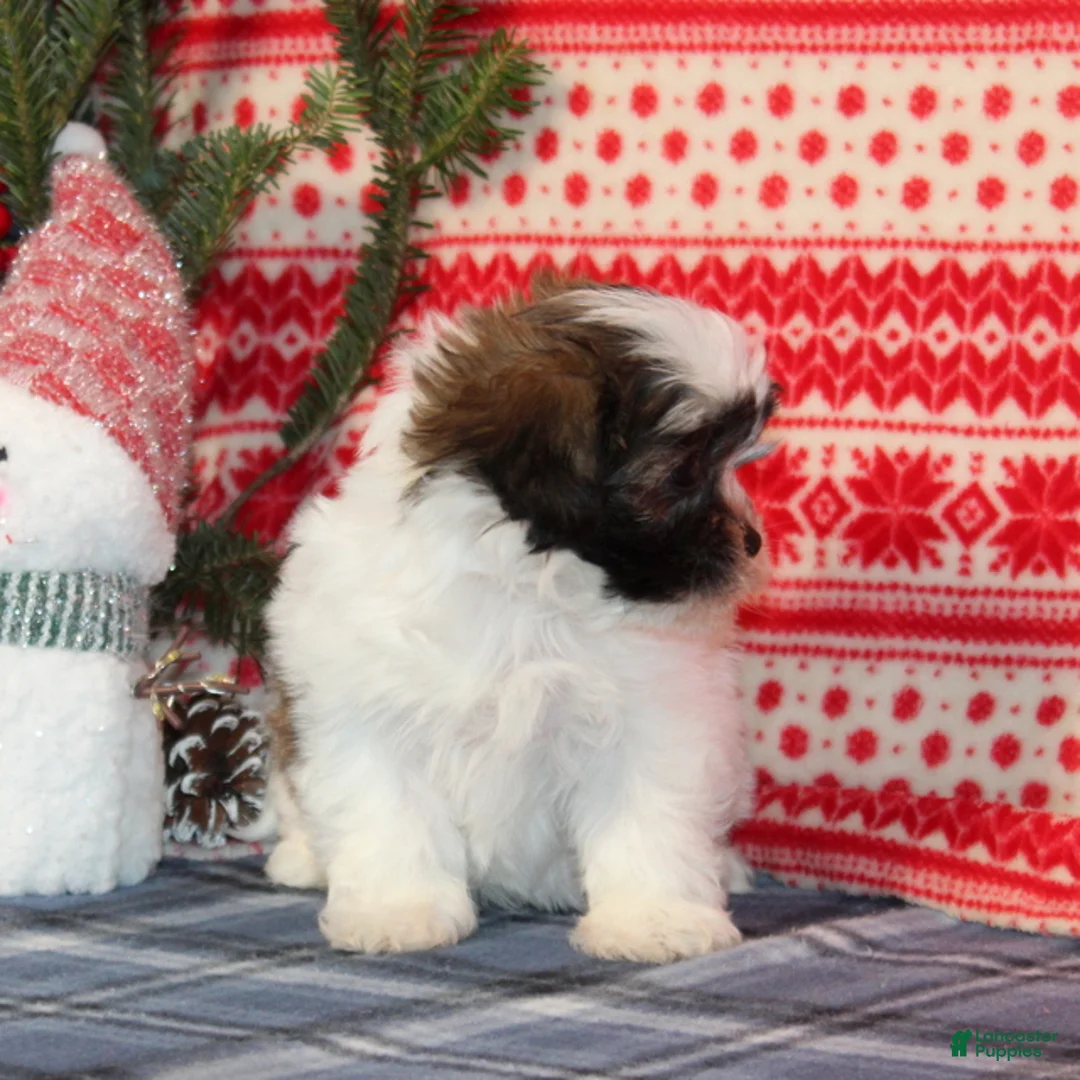 Teddy Bear dogs for sale: Fern - Ad 3