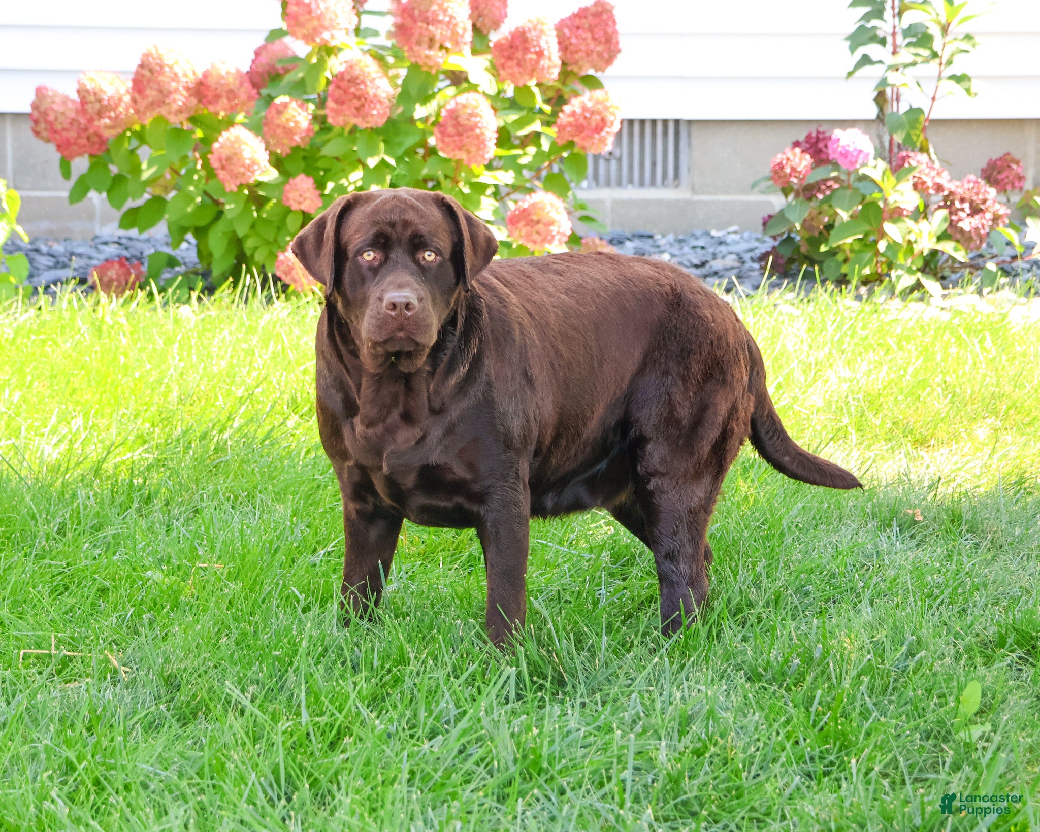 Labrador Retriever dogs Tasha - Ad 2