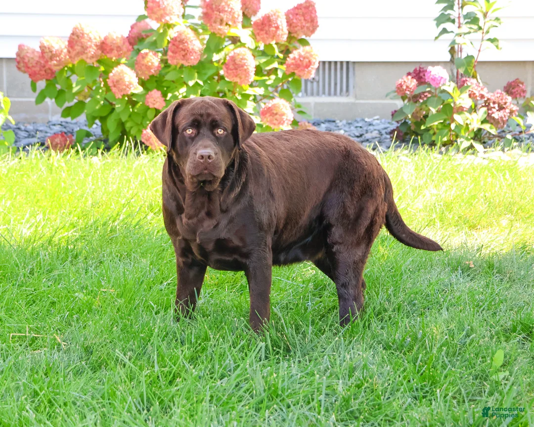 Labrador Retriever dogs for sale: Tasha - Ad 2