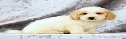 Bichpoo dogs for sale: Ender - Ad 6
