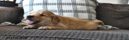 Mixed Breed dogs for sale: Thatcher - Ad 4