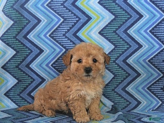 Maltipoo dogs Brody - Ad 20