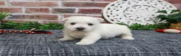 West Highland Terrier dogs for sale: Oliver  - Ad 4