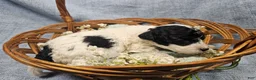 Mini Goldendoodle dogs for sale: Mr. Beans  - Ad 12