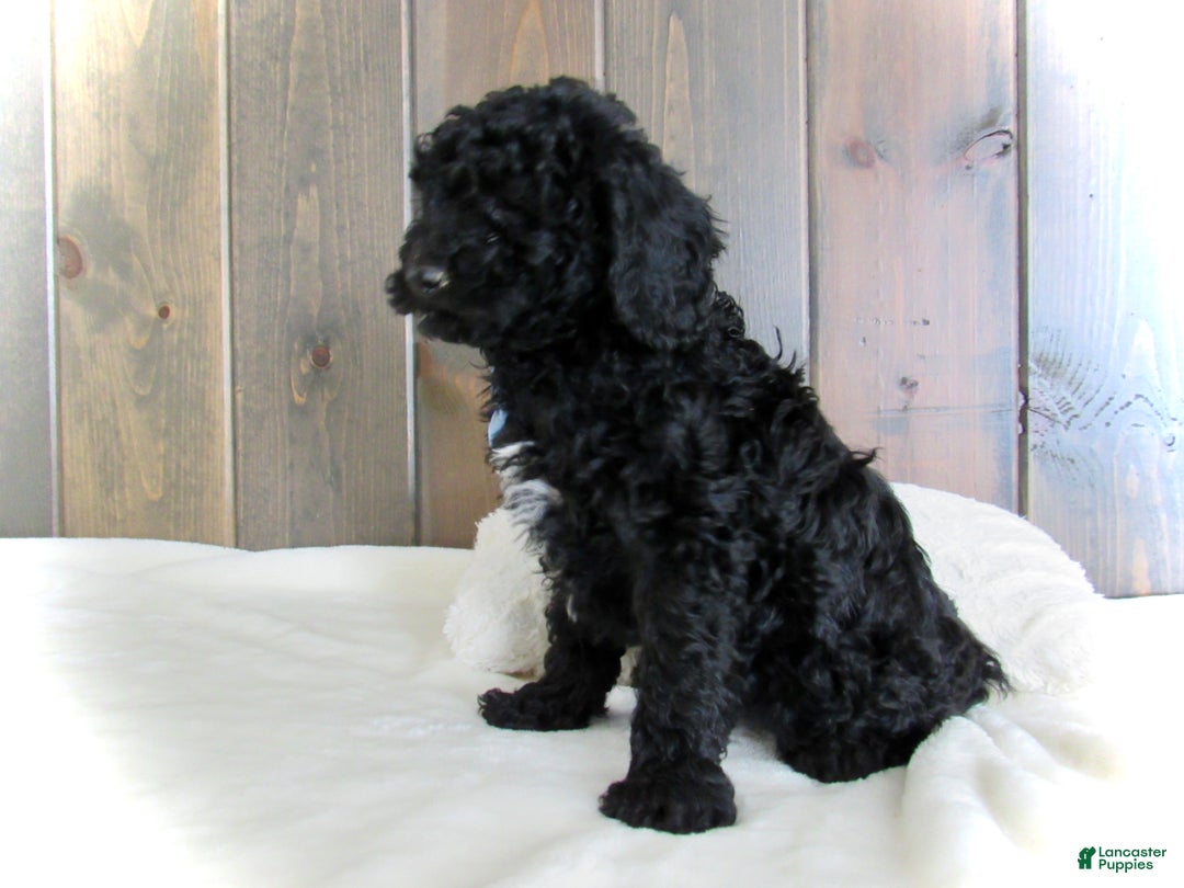Mini Goldendoodle dogs for sale: Jordan - Ad 10