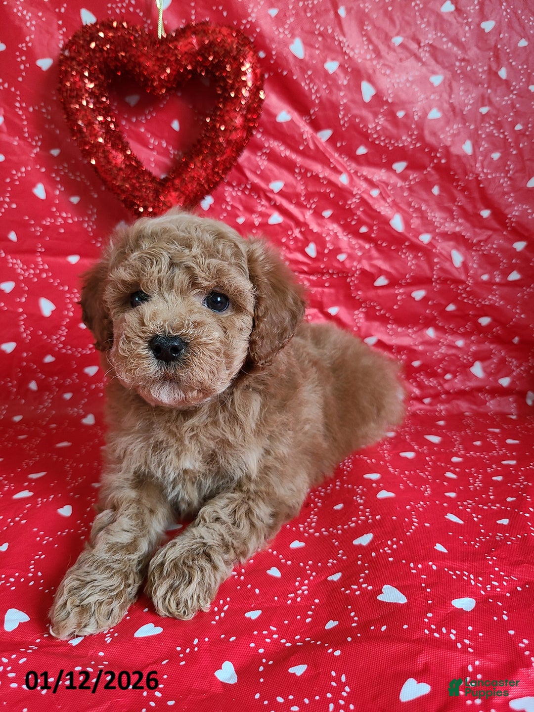 Bichpoo dogs for sale: Daryn - Ad 7