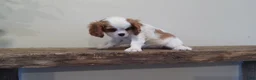 Cavalier King Charles Spaniel dogs for sale: Cavalier King Charles Spaniel Puppy 1 - Ad 3