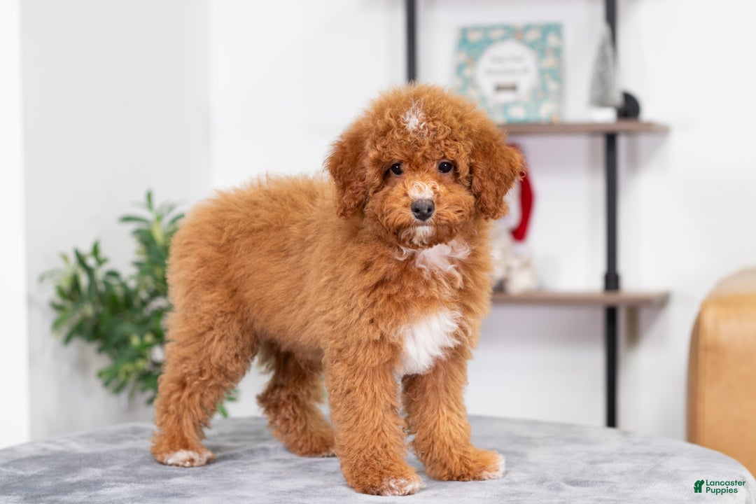 Miniature Poodle dogs for sale: Carmen - Ad 4