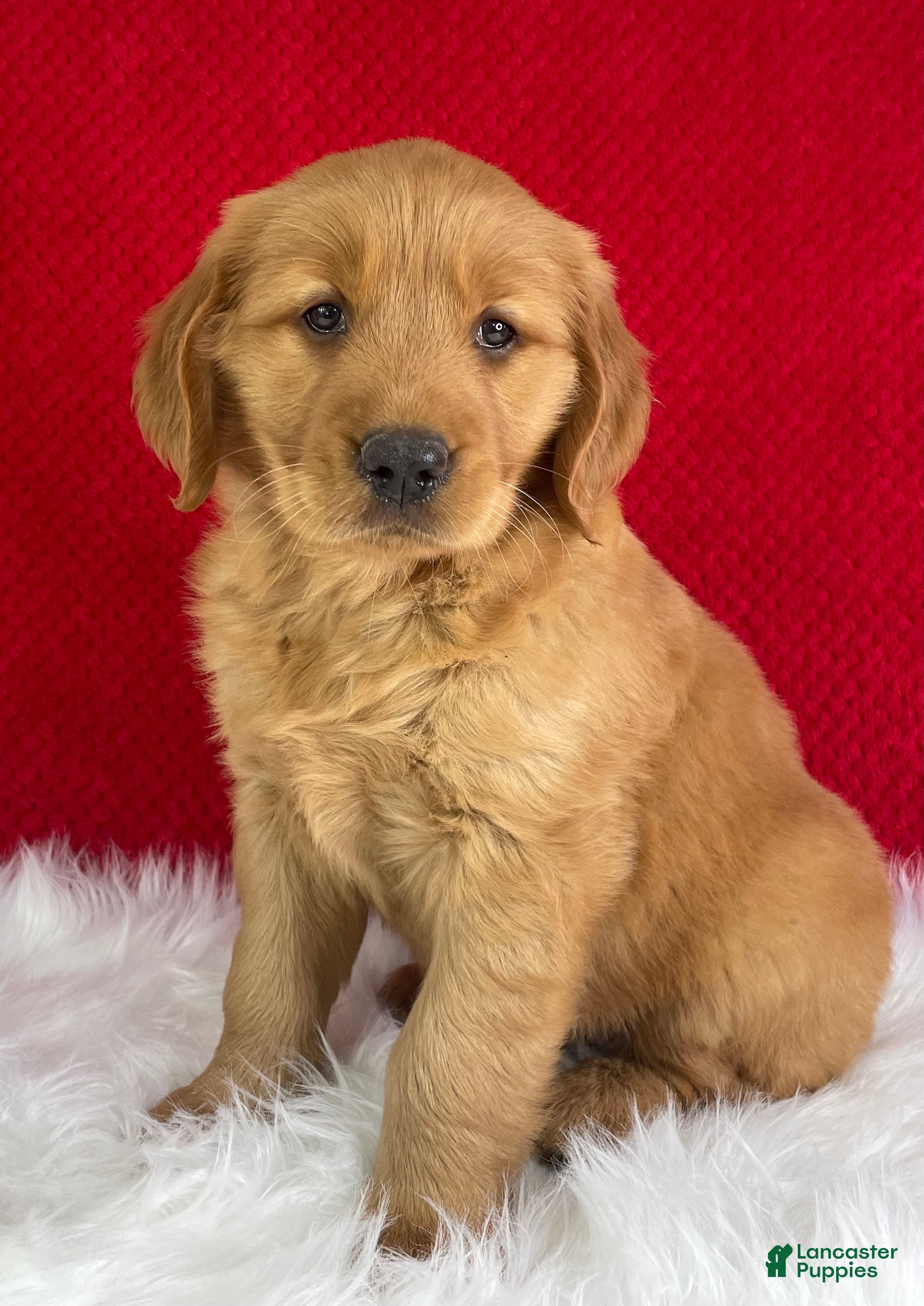 Golden Retriever dogs Lily - Ad 1