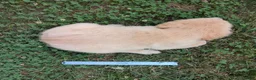 Golden Retriever dogs for sale: Cotton Candy - Ad 8