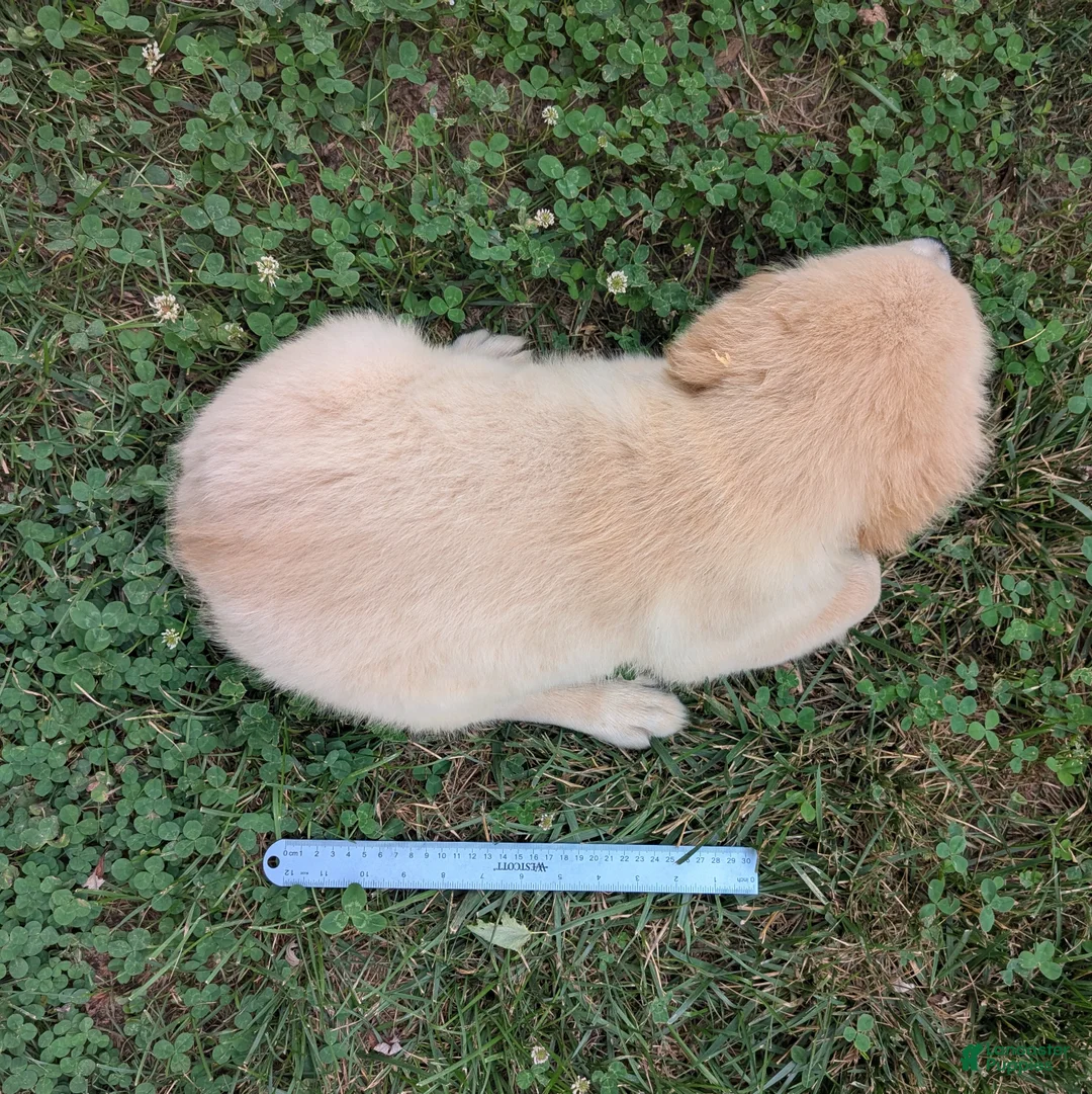 Golden Retriever dogs for sale: Cotton Candy - Ad 8