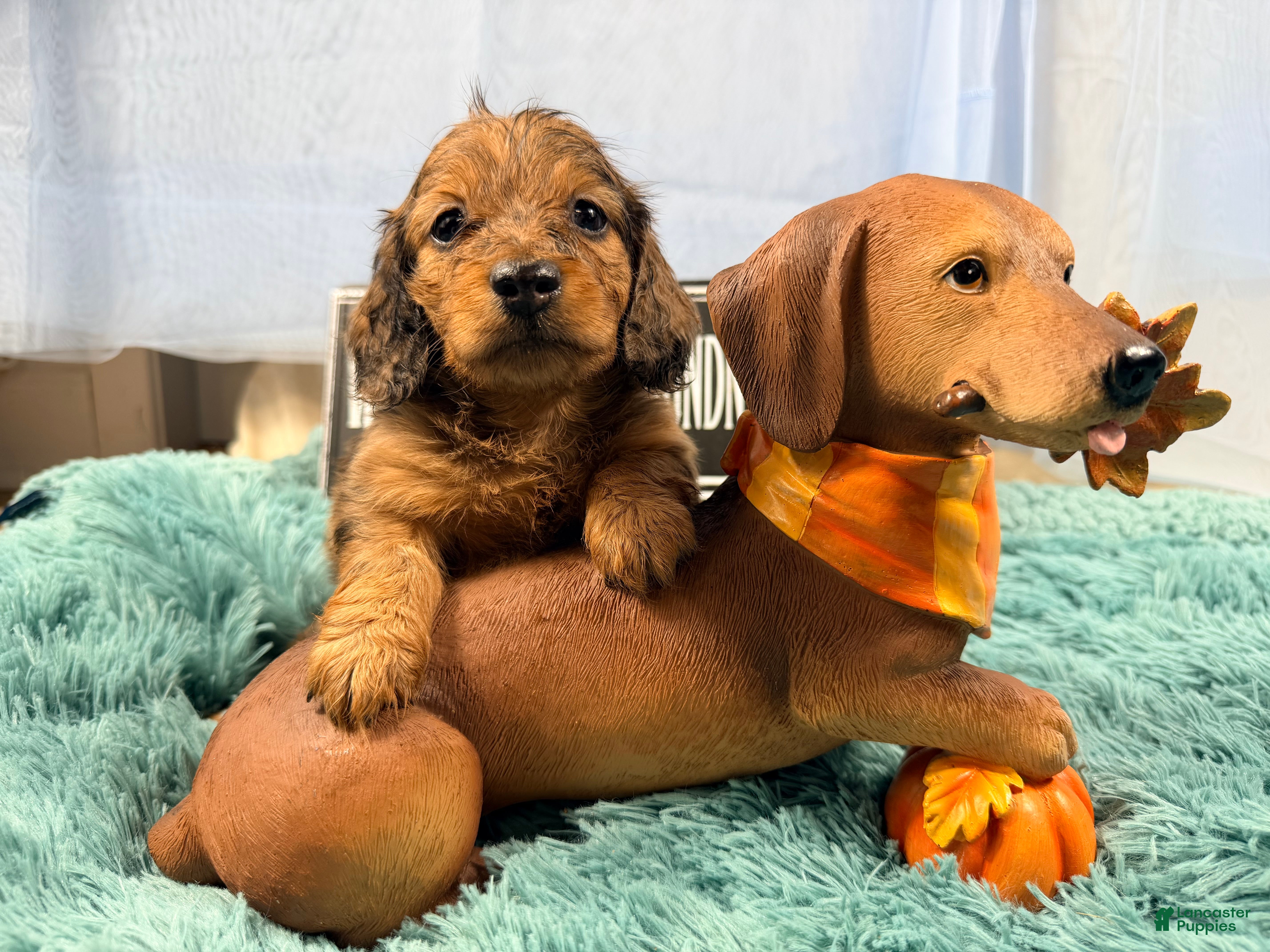 Miniature Dachshund dogs Red dappleBoy - Ad 25
