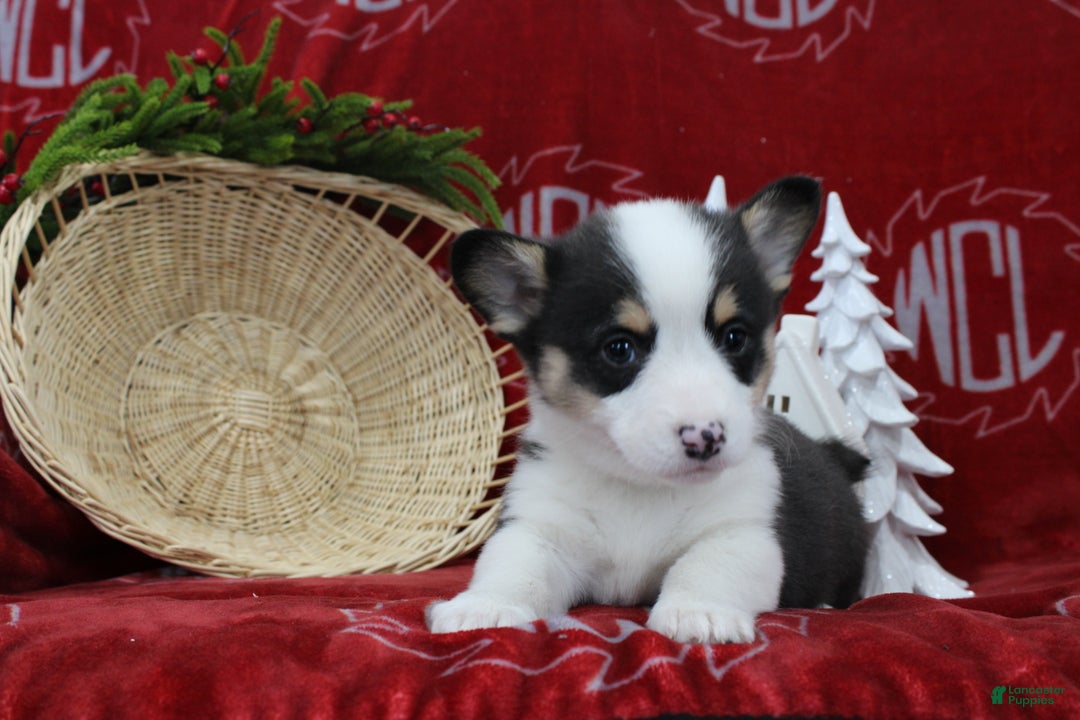 Welsh Corgi Pembroke dogs for sale: Brantley  - Ad 4