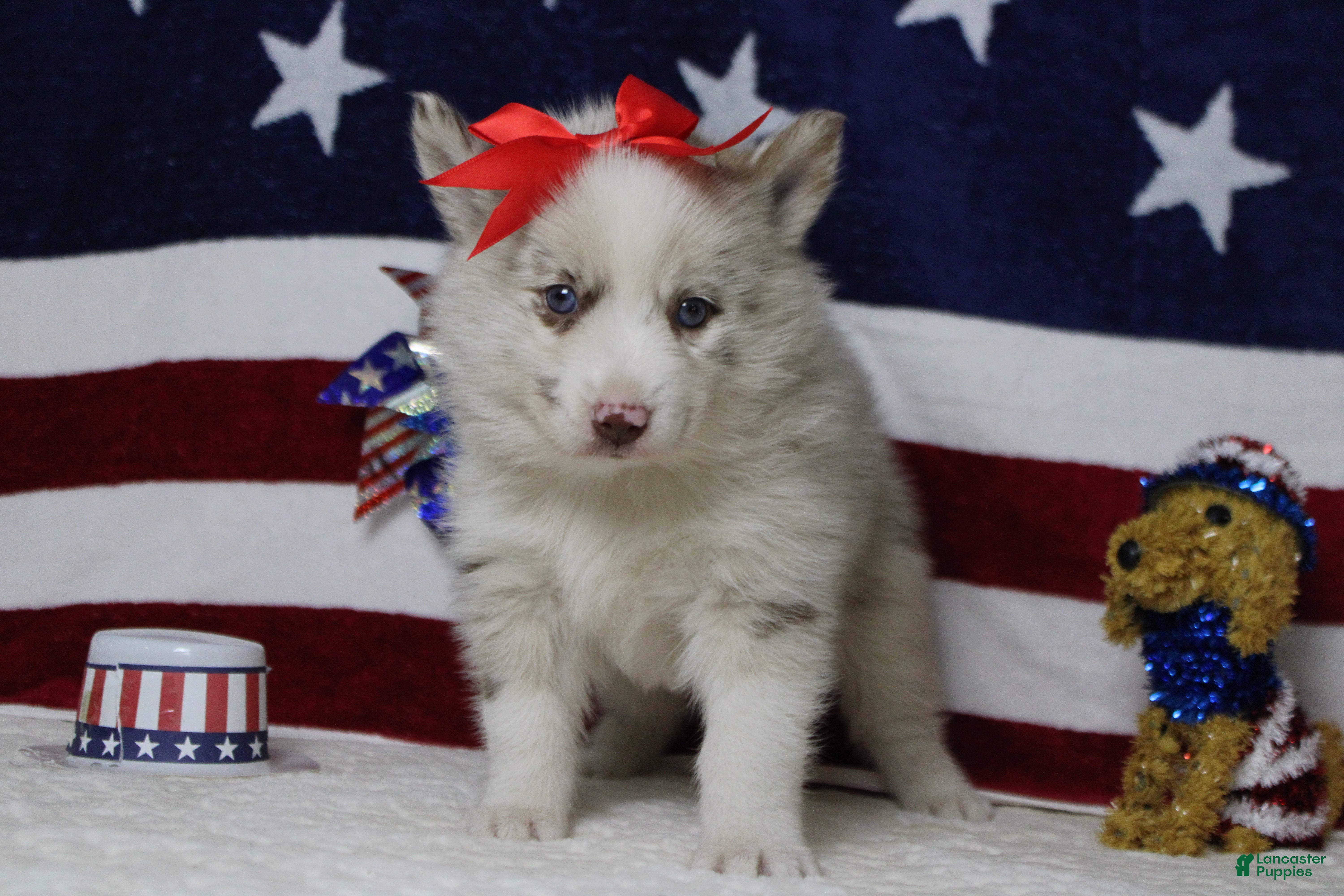 Pomsky dogs Muffy  - Ad 37