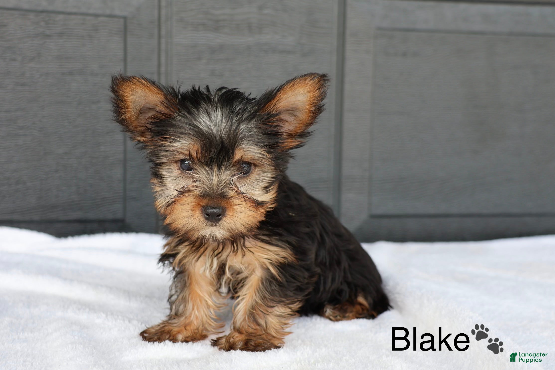 Yorkshire Terrier dogs Blake - Ad 1