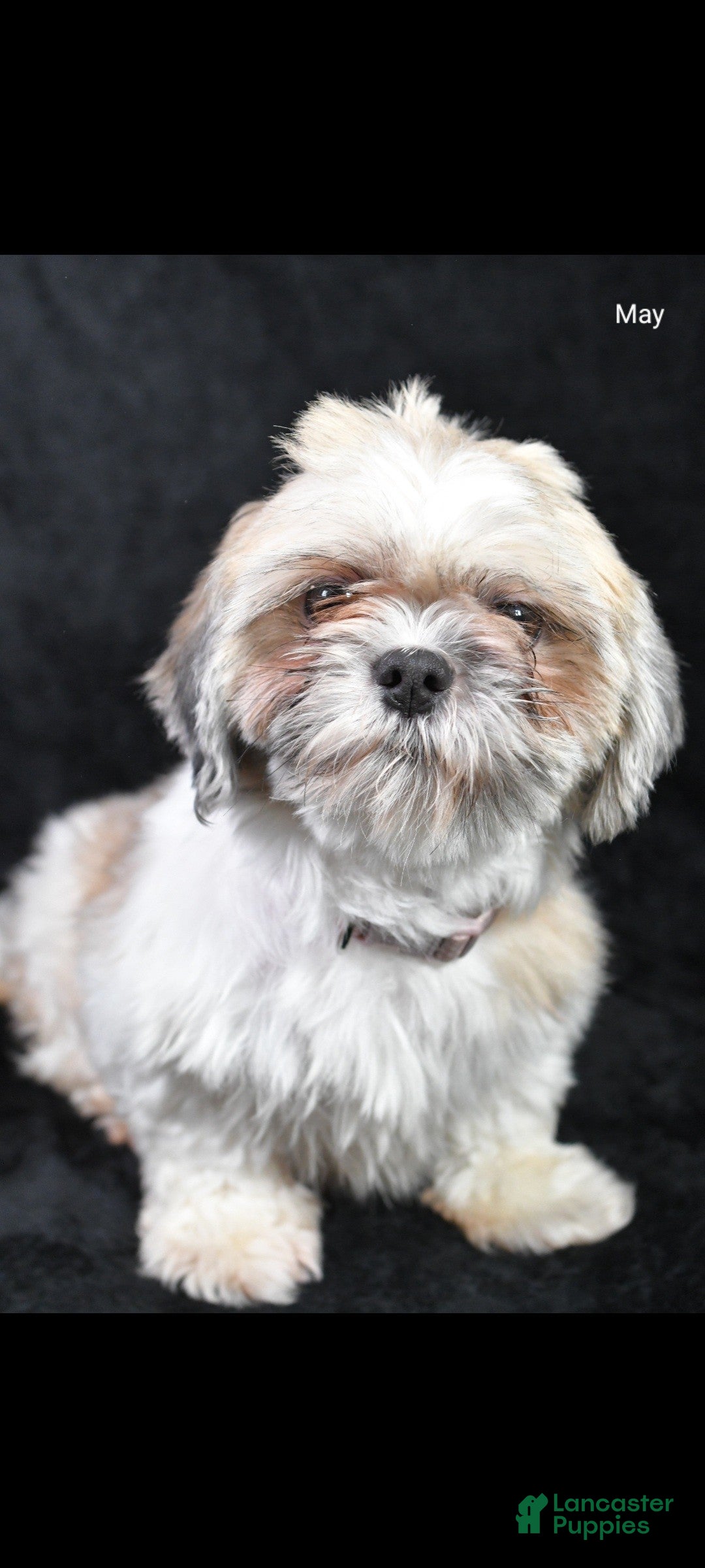 Shihpoo dogs for sale: Ian - Ad 11