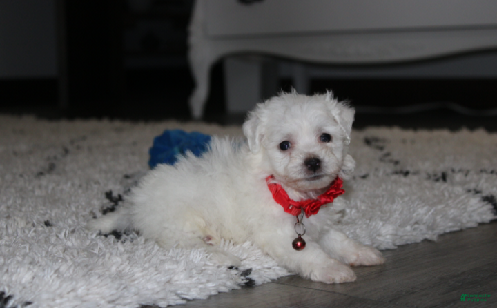 Bichon Frise dogs ❤️Jojo❤️ - Ad 2