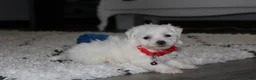 Bichon Frise dogs for sale: ❤️Jojo❤️ - Ad 2