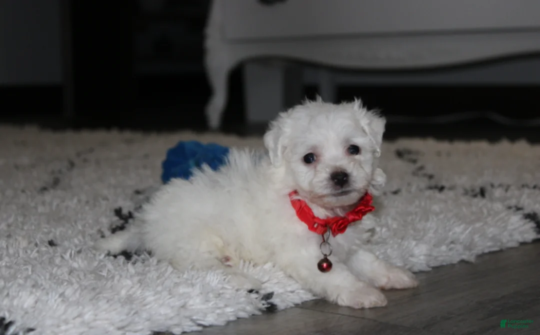 Bichon Frise dogs for sale: ❤️Jojo❤️ - Ad 2