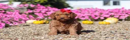 Mini Goldendoodle dogs for sale: Poppy - Ad 3