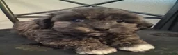 Shihpoo dogs for sale: Aaron - Ad 8